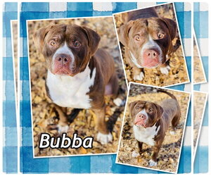 American Bulldog-American Staffordshire Terrier Mix Dogs for adoption in Social Circle, GA, USA