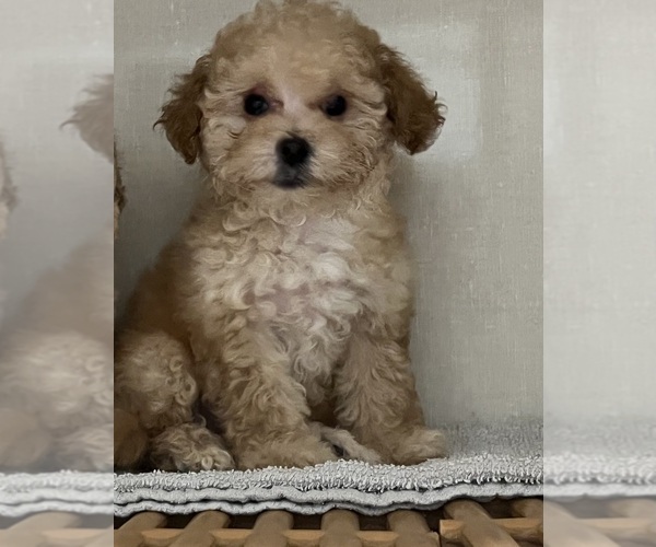 Medium Photo #6 Poodle (Toy) Puppy For Sale in FORESTVILLE, MD, USA