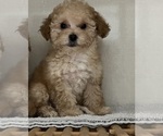 Small #5 Poodle (Toy)