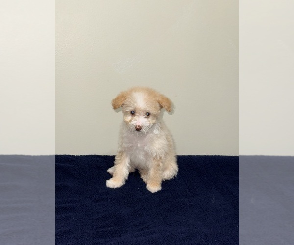 Medium Photo #8 Pom-A-Poo Puppy For Sale in OWINGS, MD, USA