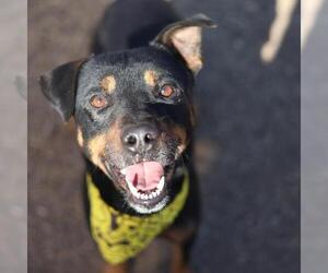 Rottweiler-Unknown Mix Dogs for adoption in San Antonio, TX, USA