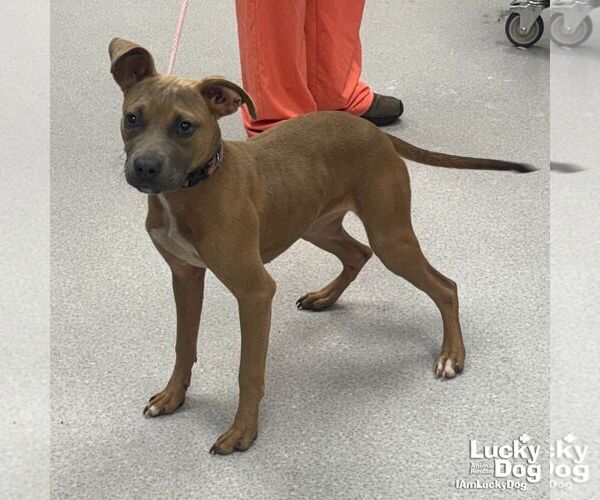 Medium Photo #2 Labrador Retriever-Unknown Mix Puppy For Sale in Washington, DC, USA