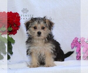 Morkie Puppy for sale in RISING SUN, MD, USA