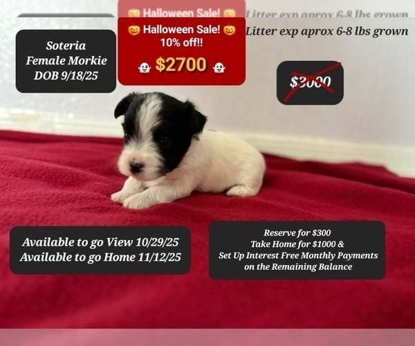 Medium Photo #2 Morkie Puppy For Sale in TUCSON, AZ, USA