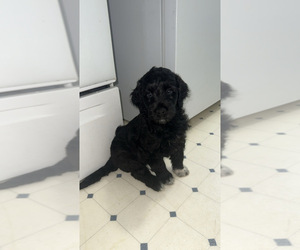 Goldendoodle Puppy for sale in TOLEDO, OH, USA