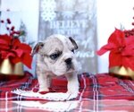 Small Photo #3 English Bulldog Puppy For Sale in EAST GREENWICH, RI, USA