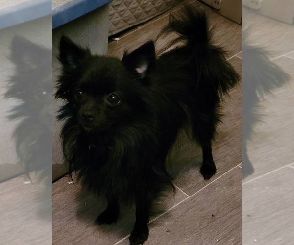 Medium Photo #1 Pomeranian Puppy For Sale in CONKLIN, NY, USA