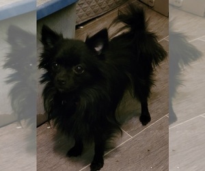 Mother of the Pomeranian puppies born on 10/19/2025