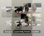 Small Photo #2 Rottweiler Puppy For Sale in INDIANAPOLIS, IN, USA