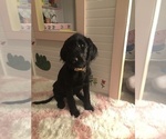 Small Photo #26 Labradoodle Puppy For Sale in ROBERTA, GA, USA