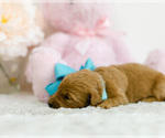 Small Photo #6 Goldendoodle (Miniature) Puppy For Sale in LITTLE ROCK, AR, USA