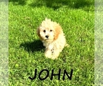 Small #1 Cavapoo