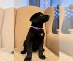 Small #2 Golden Shepherd