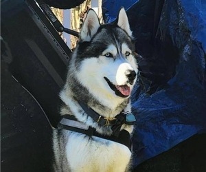 Father of the Siberian Husky puppies born on 09/20/2025