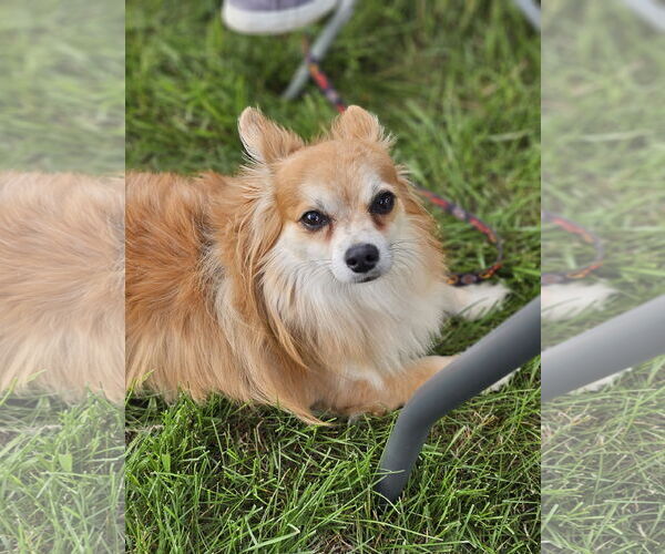 Medium Photo #3 Chiranian Puppy For Sale in Lebanon, PA, USA