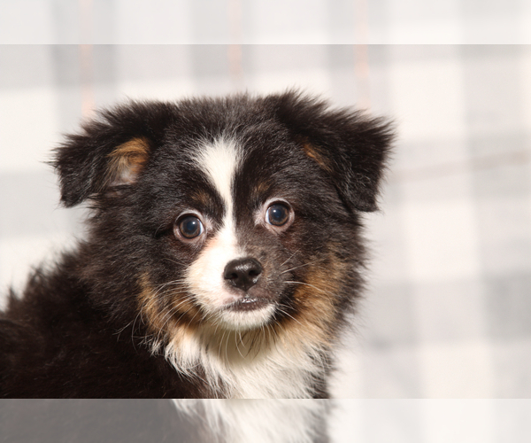 Medium Photo #1 Miniature Australian Shepherd Puppy For Sale in MARIETTA, GA, USA