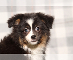 Small Miniature Australian Shepherd