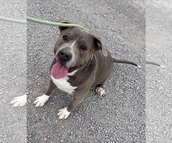 Medium Photo #2 Mutt Puppy For Sale in Incline Village, NV, USA