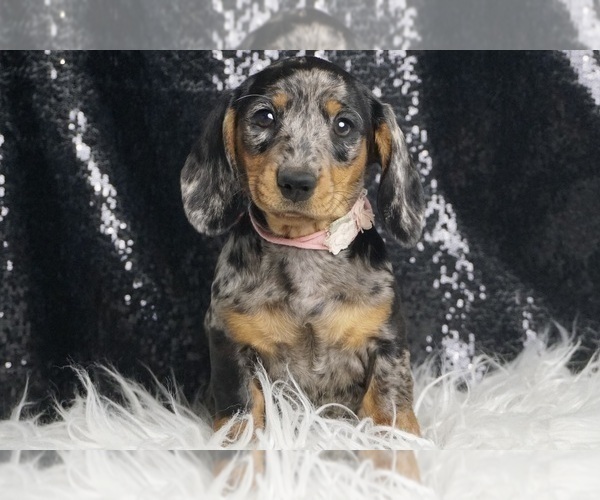 Medium Photo #2 Dachshund Puppy For Sale in WARSAW, IN, USA