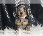 Small #1 Dachshund