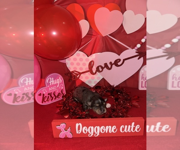 Medium Photo #2 Schnauzer (Miniature) Puppy For Sale in LAFAYETTE, LA, USA