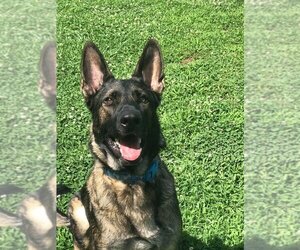 Uncle Sam - Male German Shepherd Dog Dog for Adoption - Photo #2