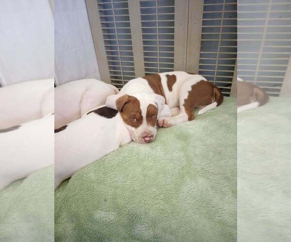 Medium Photo #17 American Bully Puppy For Sale in FRIDLEY, MN, USA