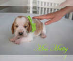 Puppy Miss Matty Basset Hound