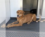 Small Photo #2 Doberman Pinscher-German Shepherd Dog Mix Puppy For Sale in San Bernardino, CA, USA