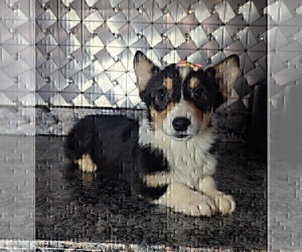 Medium Photo #2 Pembroke Welsh Corgi Puppy For Sale in GOSHEN, IN, USA