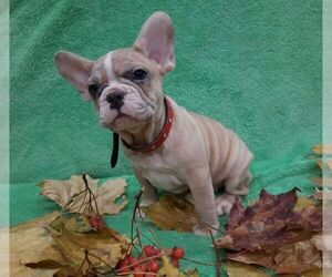 French Bulldog Puppy for sale in TAMPA, FL, USA