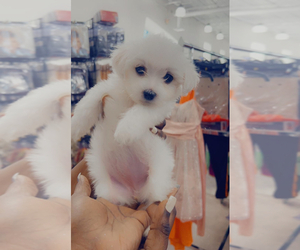 Bichon Frise Puppy for sale in WESLEY CHAPEL, FL, USA