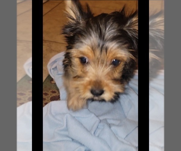 Medium Photo #3 Yorkshire Terrier Puppy For Sale in TUCSON, AZ, USA
