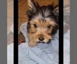 Small #2 Yorkshire Terrier