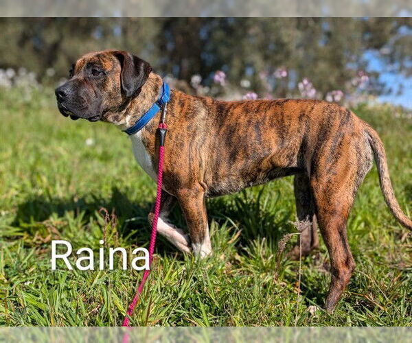 Medium Photo #1 Mastiff Puppy For Sale in McKinleyville, CA, USA