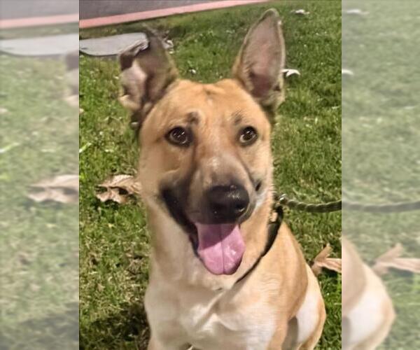 Medium Photo #2 German Shepherd Dog-Unknown Mix Puppy For Sale in Woodland, CA, USA