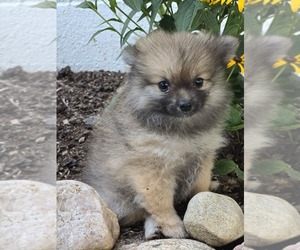 Pomeranian Puppy for sale in ELMHURST, IL, USA