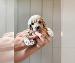 Small #2 Cock-A-Poo