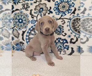Medium Weimaraner