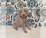 Puppy 3 Weimaraner