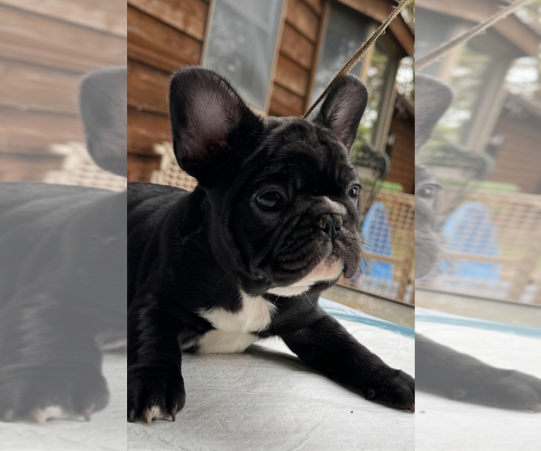 Medium Photo #5 French Bulldog Puppy For Sale in GLENCOE, MO, USA