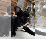 Small #4 French Bulldog