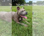 Small #1 American Staffordshire Terrier Mix