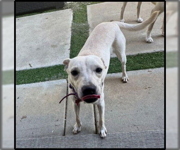 Medium Photo #3 Chihuahua-Unknown Mix Puppy For Sale in San Diego, CA, USA