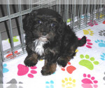 Small Photo #13 Poovanese Puppy For Sale in ORO VALLEY, AZ, USA
