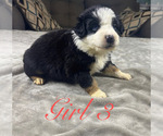 Small Photo #68 Australian Shepherd Puppy For Sale in SALISBURY, NC, USA