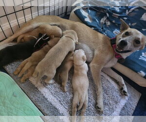 Willow Mae - Female Mutt Dog for Adoption - Photo #5