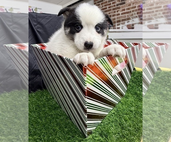 Medium Photo #4 Pomsky-Shiba Inu Mix Puppy For Sale in NASHUA, NH, USA