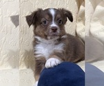 Small Photo #7 Miniature Australian Shepherd Puppy For Sale in PLATTE CITY, MO, USA