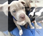 Small Photo #2 American Pit Bull Terrier Puppy For Sale in CHAMPION, OH, USA